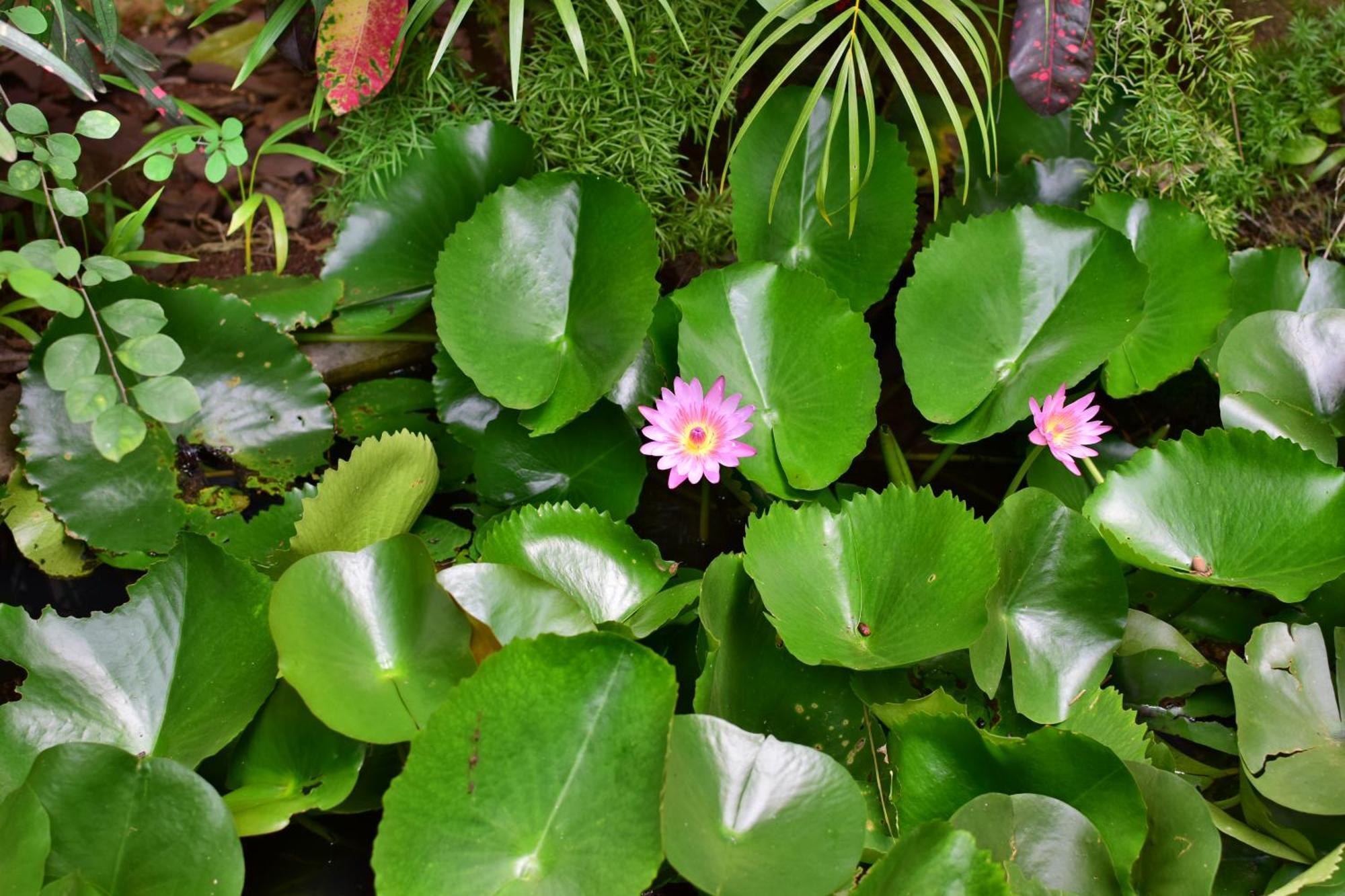 Silent Waters Resorts Yelagiri Buitenkant foto